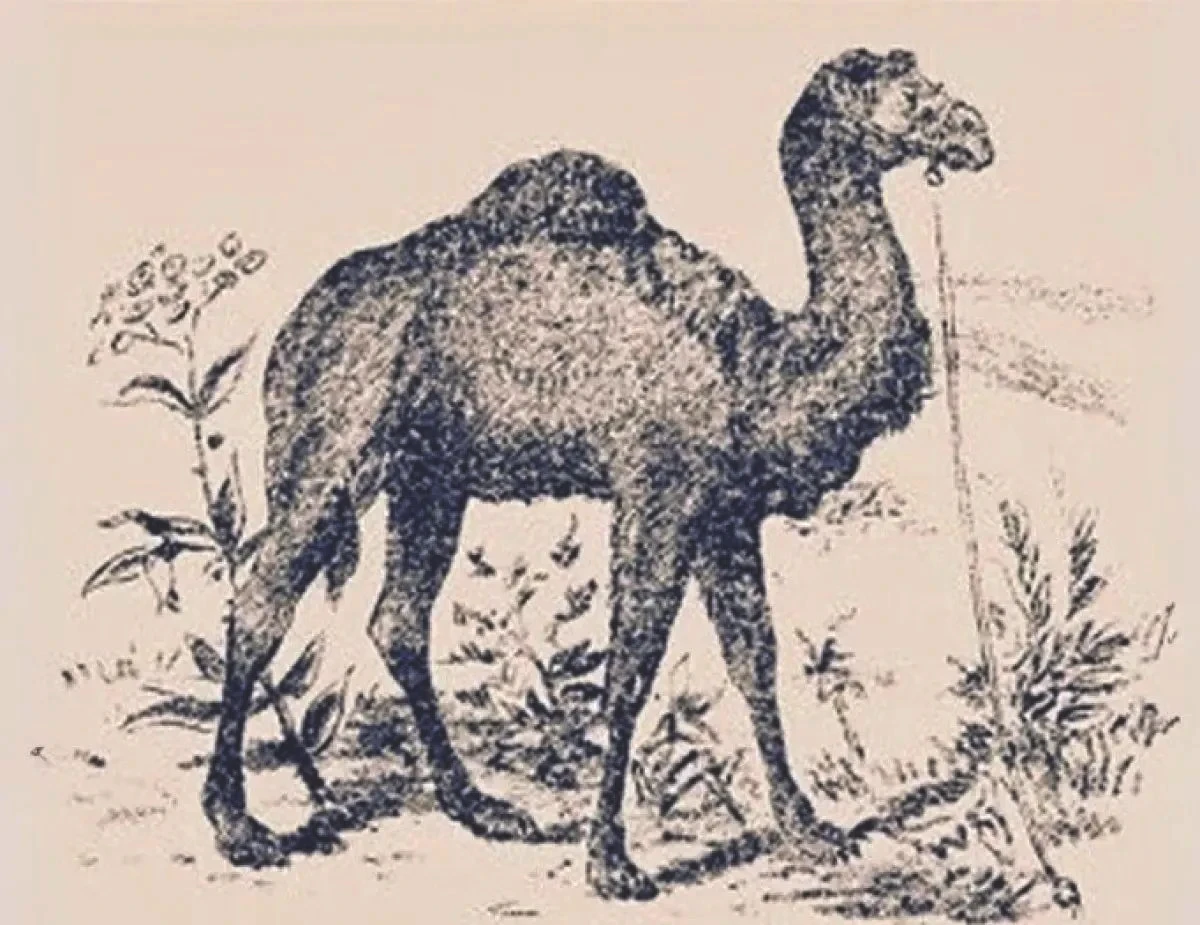 deve-test-1.jpg